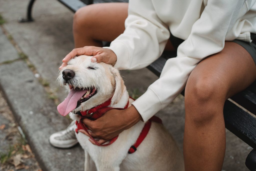Hond met hondentuigje versus riem: vergelijking van veiligheid en comfort voor verschillende hondenrassen