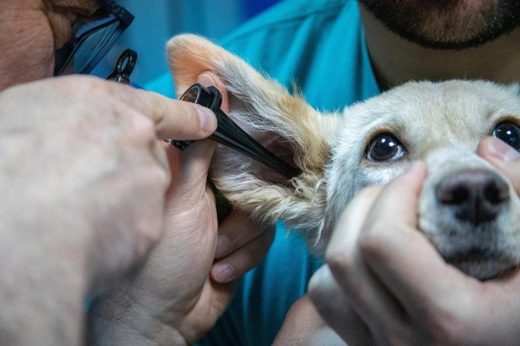Dierenarts in Sneek voert diagnostische tests en behandelingen uit voor gezonde huisdieren