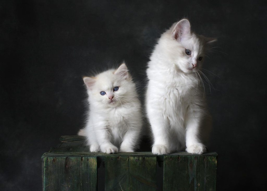 Dierenspeciaalzaak in Maassluis met breed assortiment voeding, speeltjes en verzorgingsproducten voor huisdieren