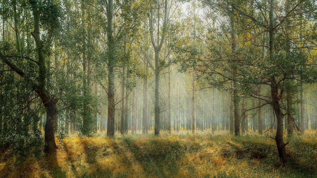 Luxe glamping accommodatie: comfortabele safaritent in de natuur met moderne voorzieningen voor een verwelkomend kampeerervar